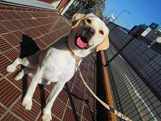 当店の看板犬!人も犬も大好き♪