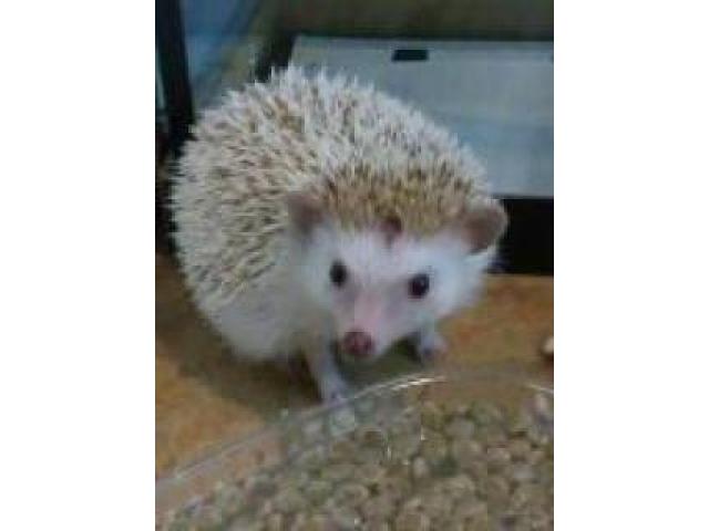 人気のハリネズミ