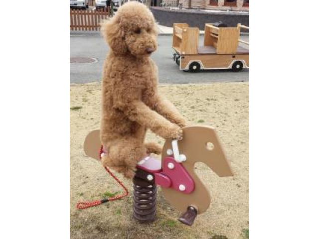 モコです、応募待ってるワン