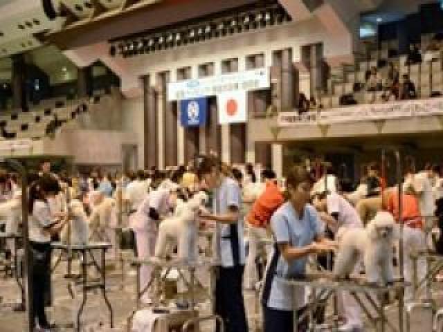 大会の模様(トリミング競技)