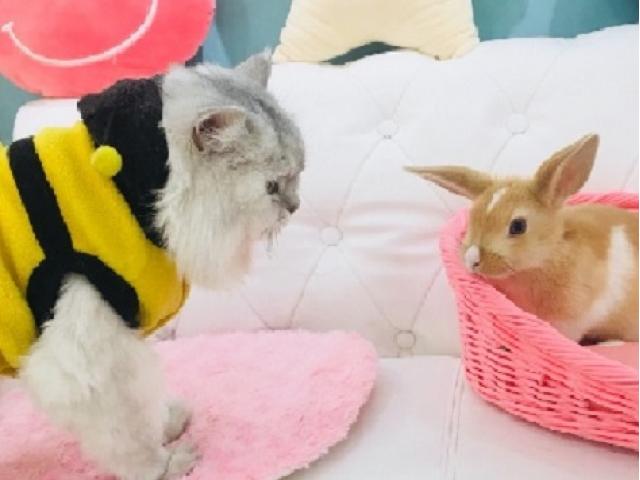 かわいい動物たちがお待ちしてしてます!