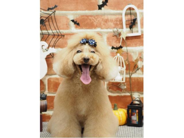 看板犬の”あんこちゃん”