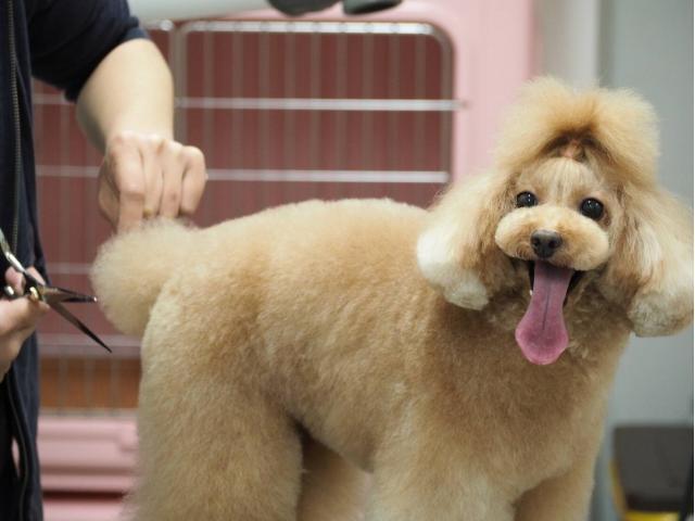 看板犬の”あんこちゃん”